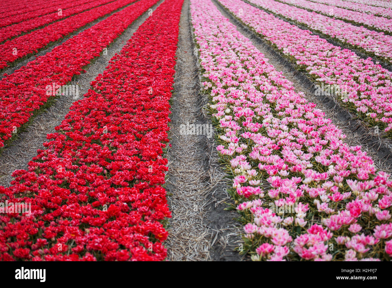 field with red tulips in the netherlands Stock Photo - Alamy