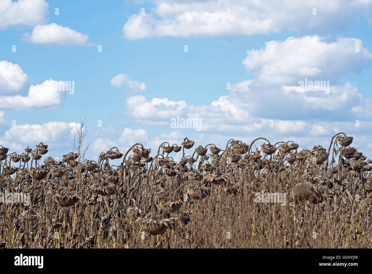 Withered Sunflowers in the Autumn Field Against Blue Sky. Ripened Dry Sunflowers Ready for Harvesting. Stock Photo