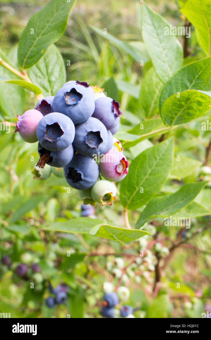 Plants on vancouver island hires stock photography and images Alamy