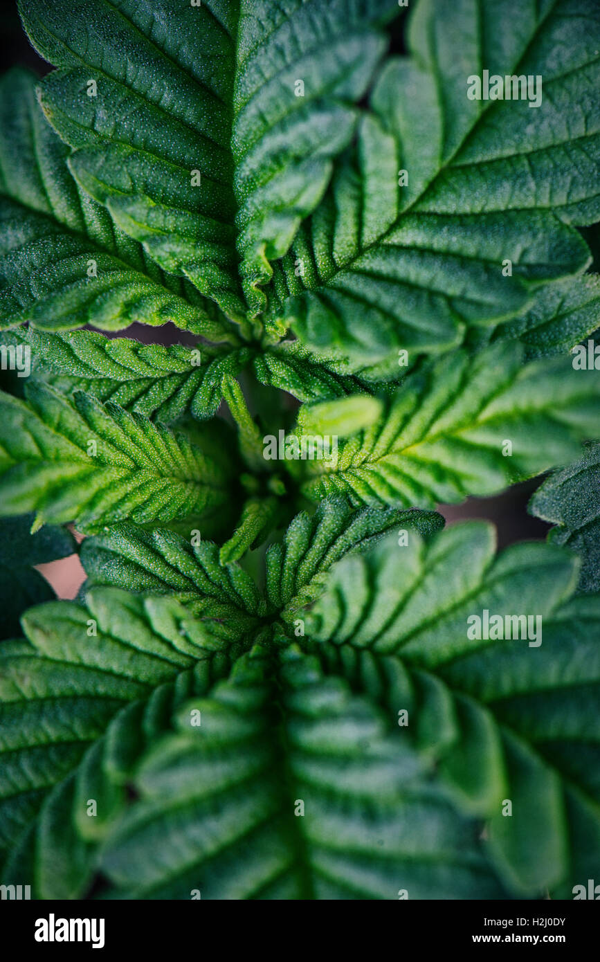 Abstract pattern background made of marijuana leaf macro Stock Photo