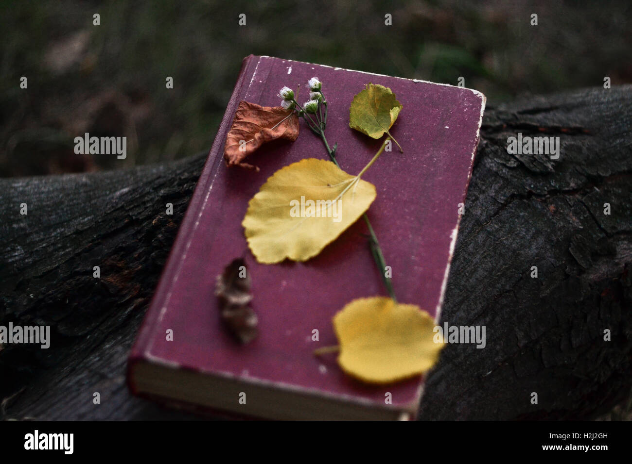 Poetry book with fallen leaves and flower on it Stock Photo