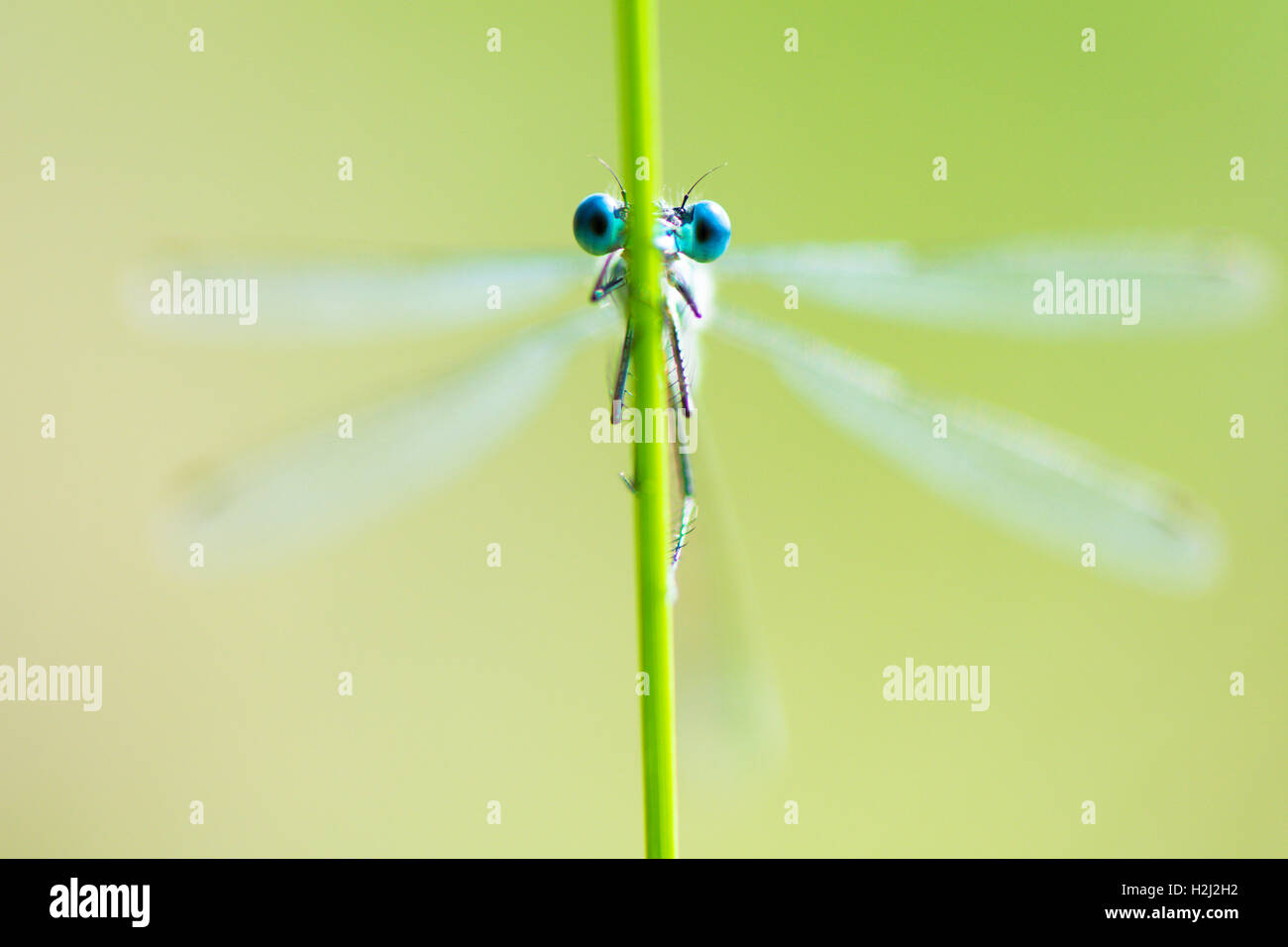 Close-up of damselfly eyes, head-on, as it holds onto a rush stem. Sussex, UK. August. Shallow depth of field. Stock Photo