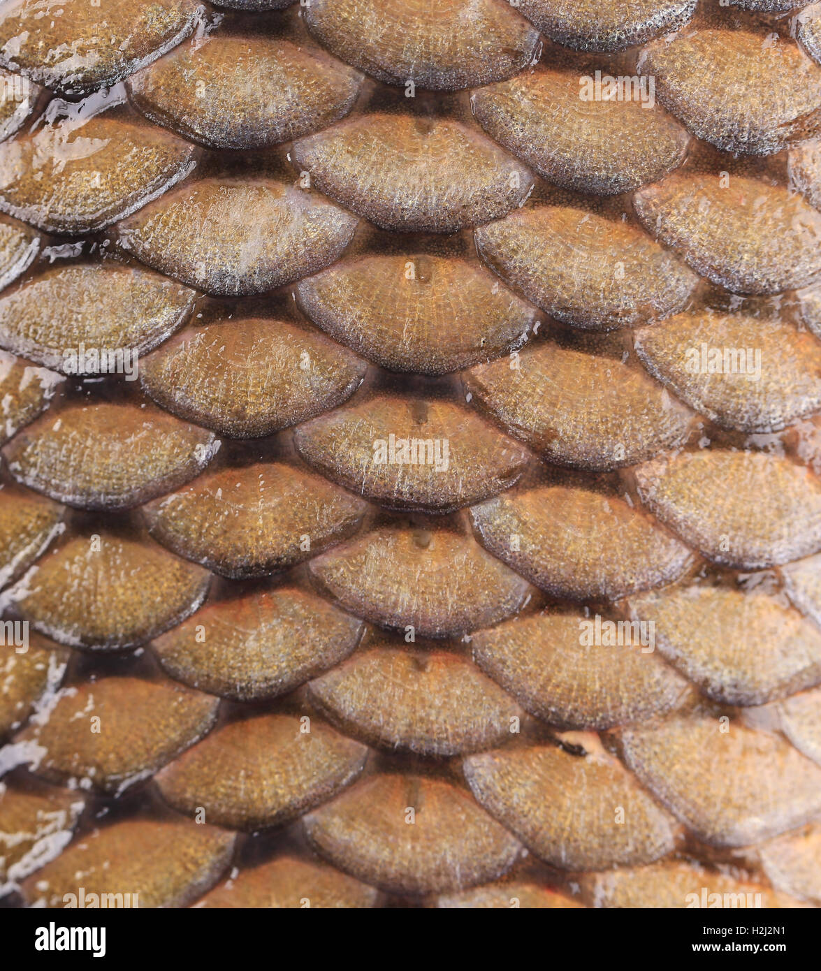 Carp fish scales Stock Photo Alamy