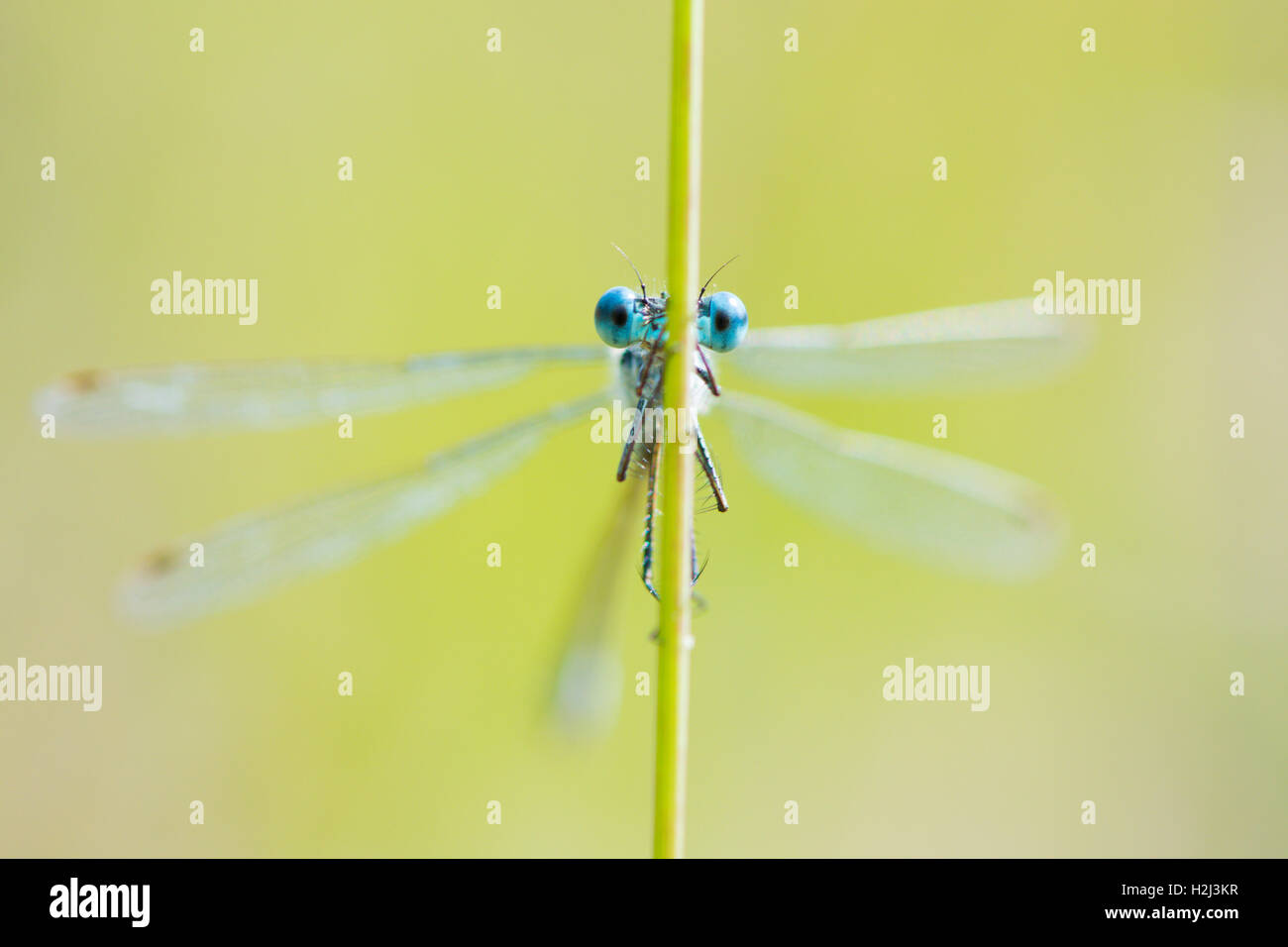 Close-up of damselfly eyes, head-on, as it holds onto a rush stem. Sussex, UK. August. Shallow depth of field. Stock Photo