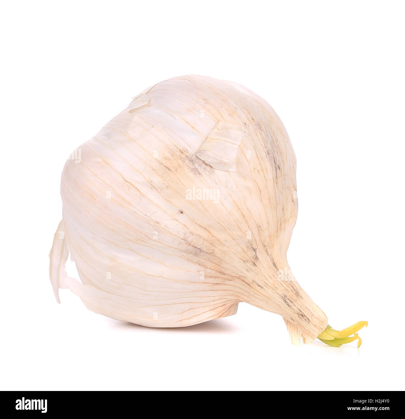Head of garlic Stock Photo Alamy