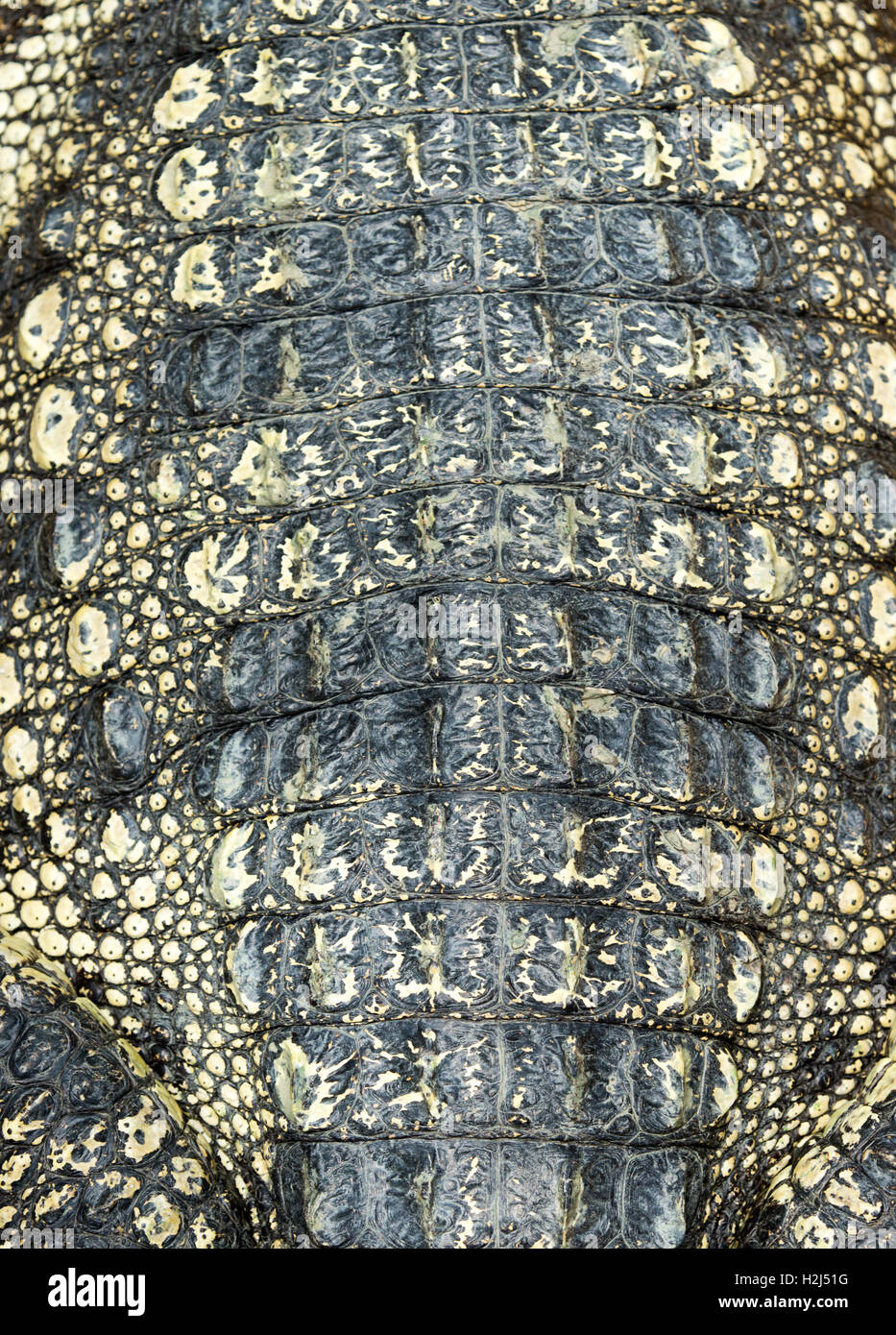 Crocodile skin texture Stock Photo