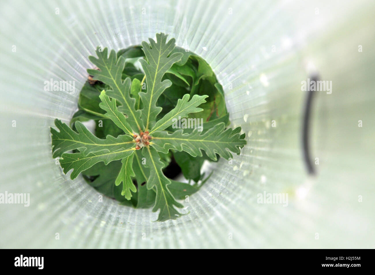 Oak tree protected from animals growing inside a defused plastic tube. Stock Photo
