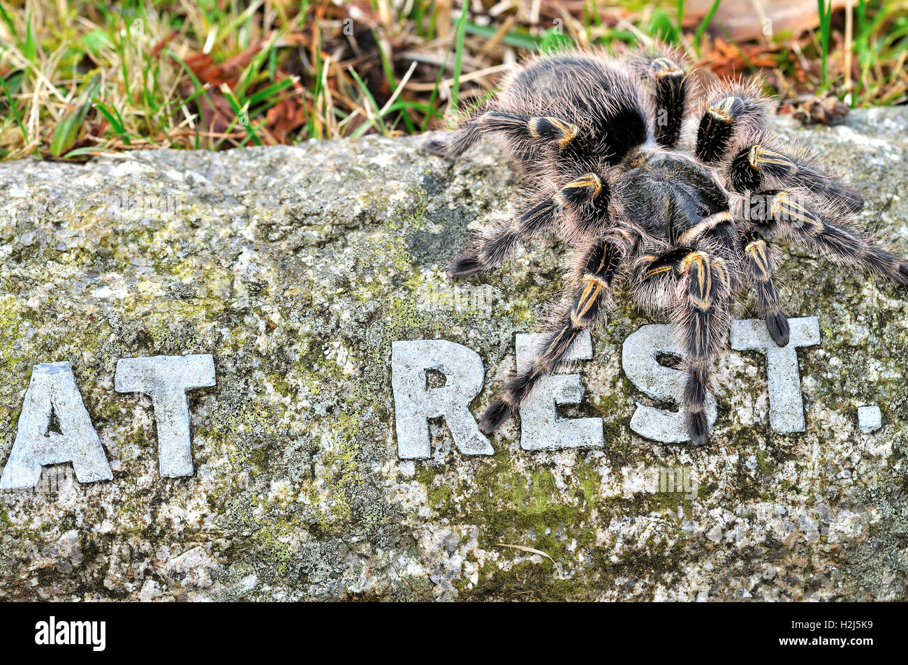 Chaco Golden Knee Female Tarantula Grammostola Pulchripes Stock