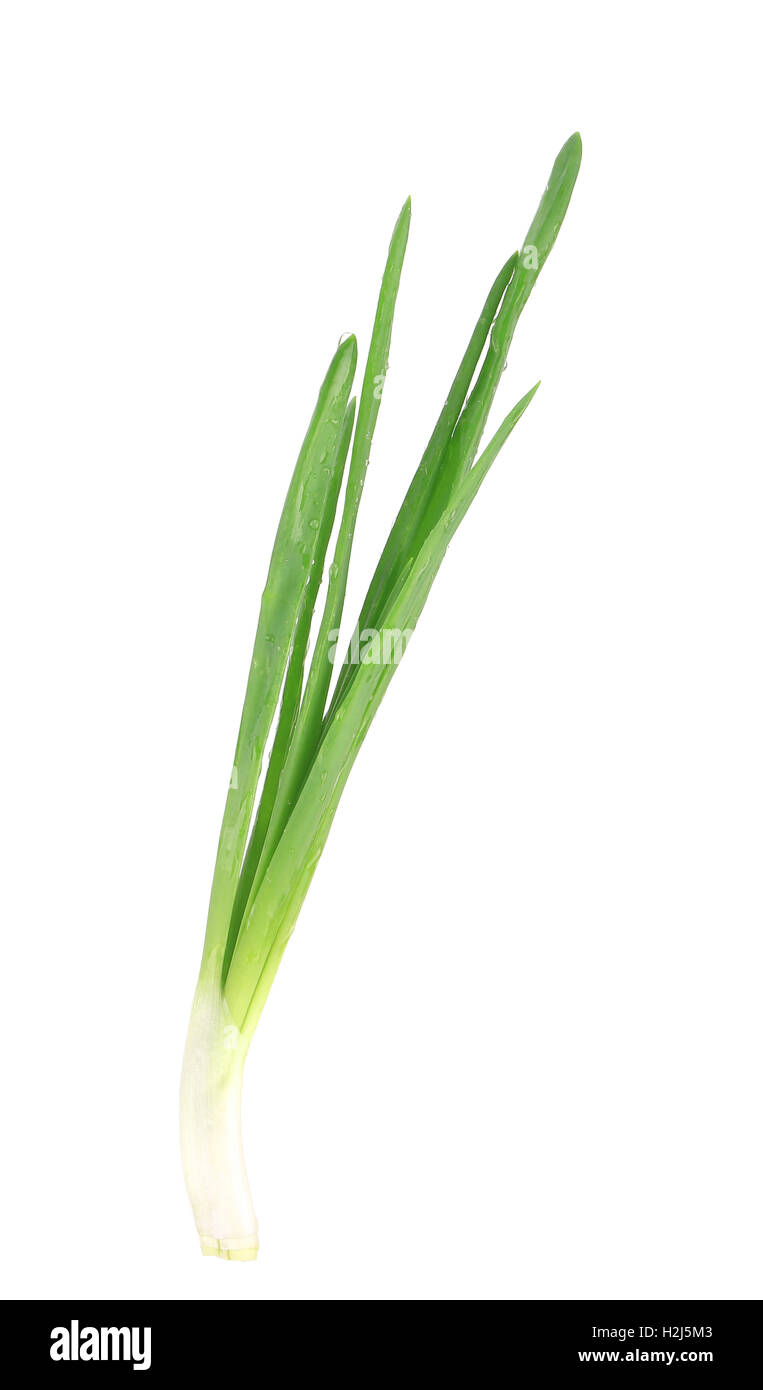 Beautiful spring onions Stock Photo - Alamy