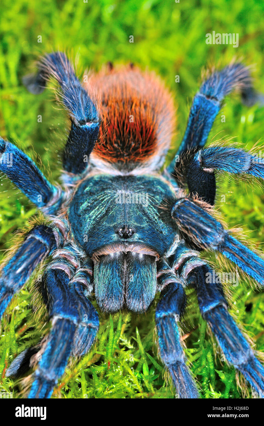 Metallic tarantula hi-res stock photography and images - Alamy