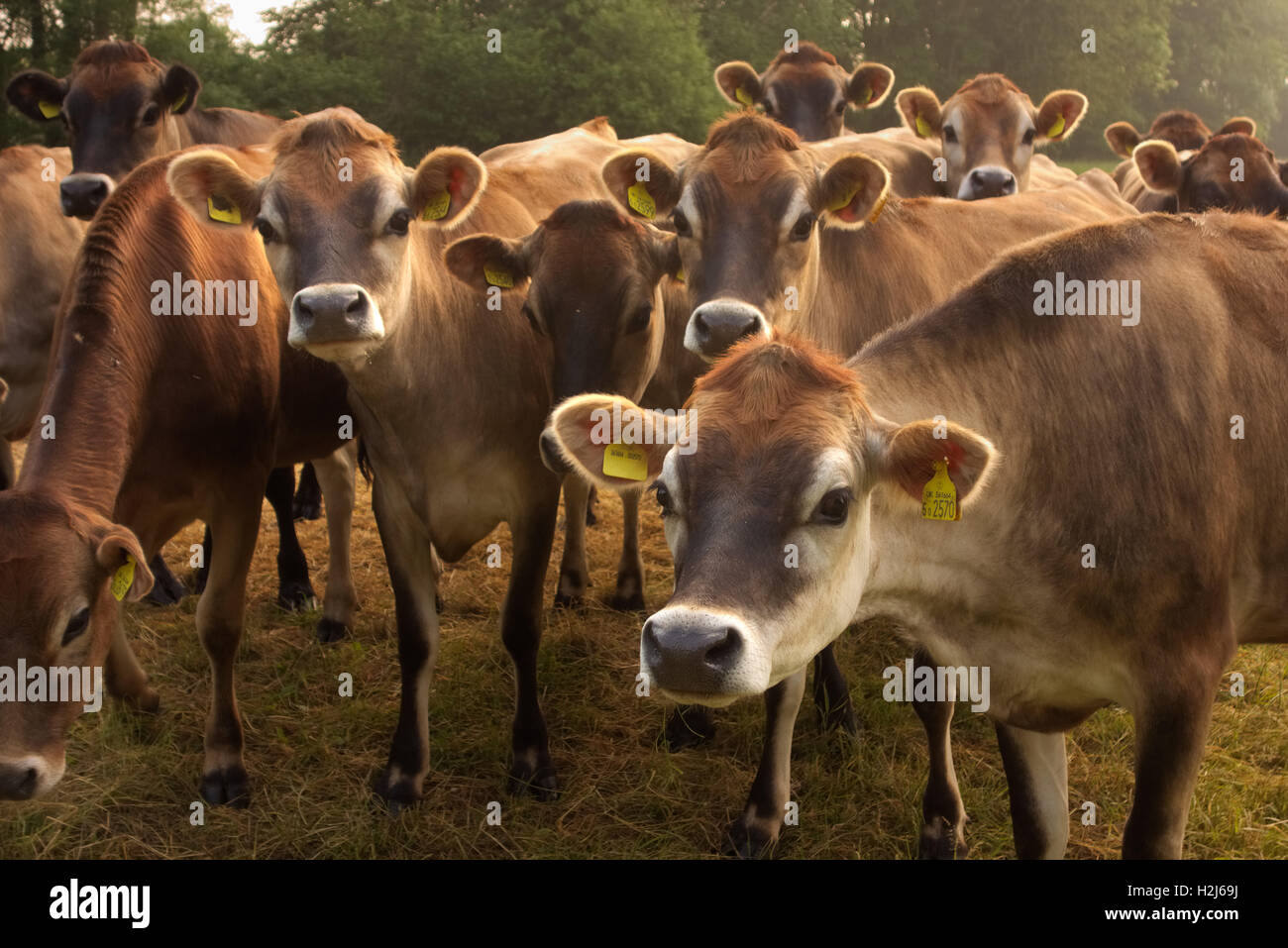 Jersey heifer cows - followers at pasture Stock Photo