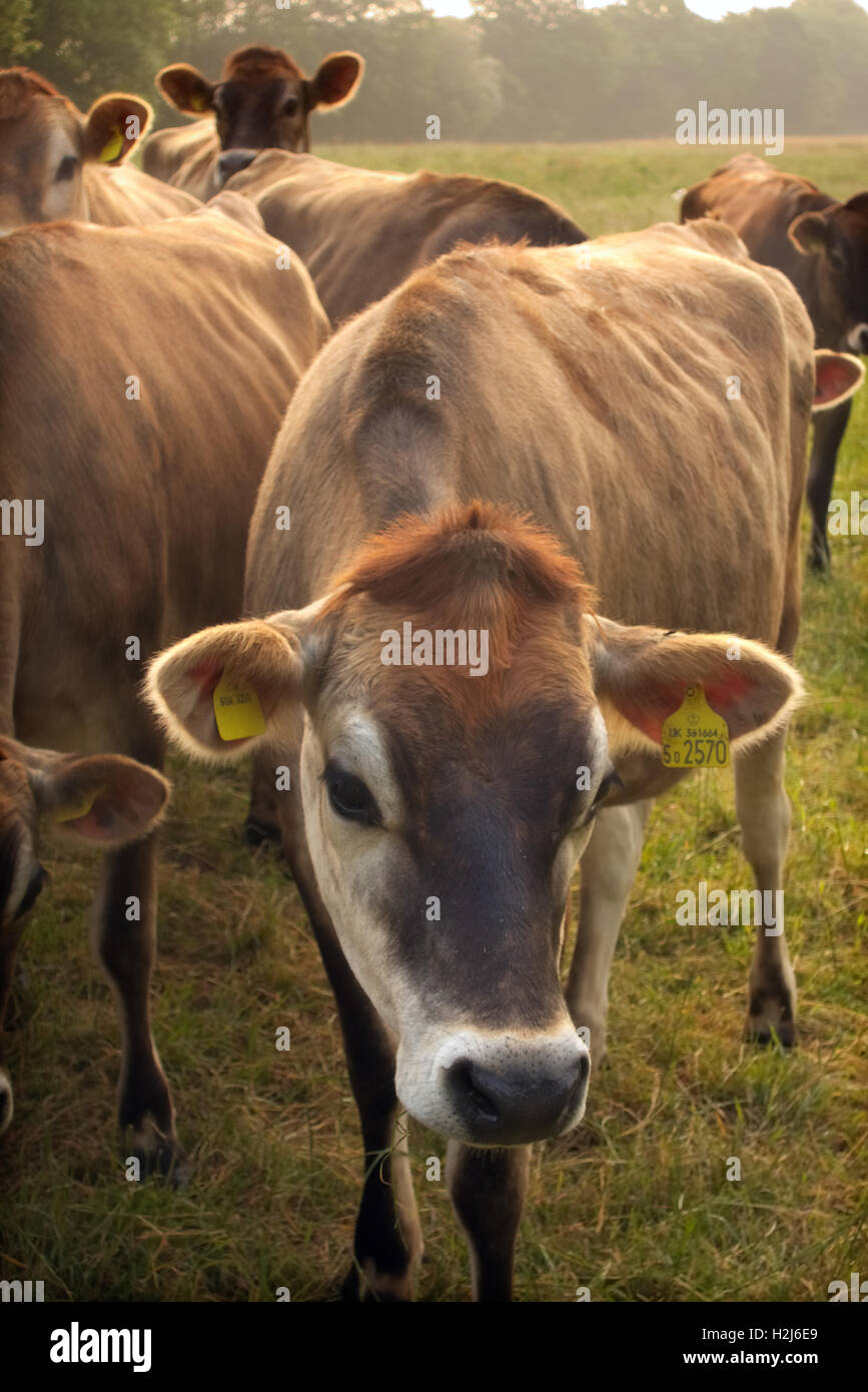 Jersey heifer cows followers at pasture Stock Photo Alamy