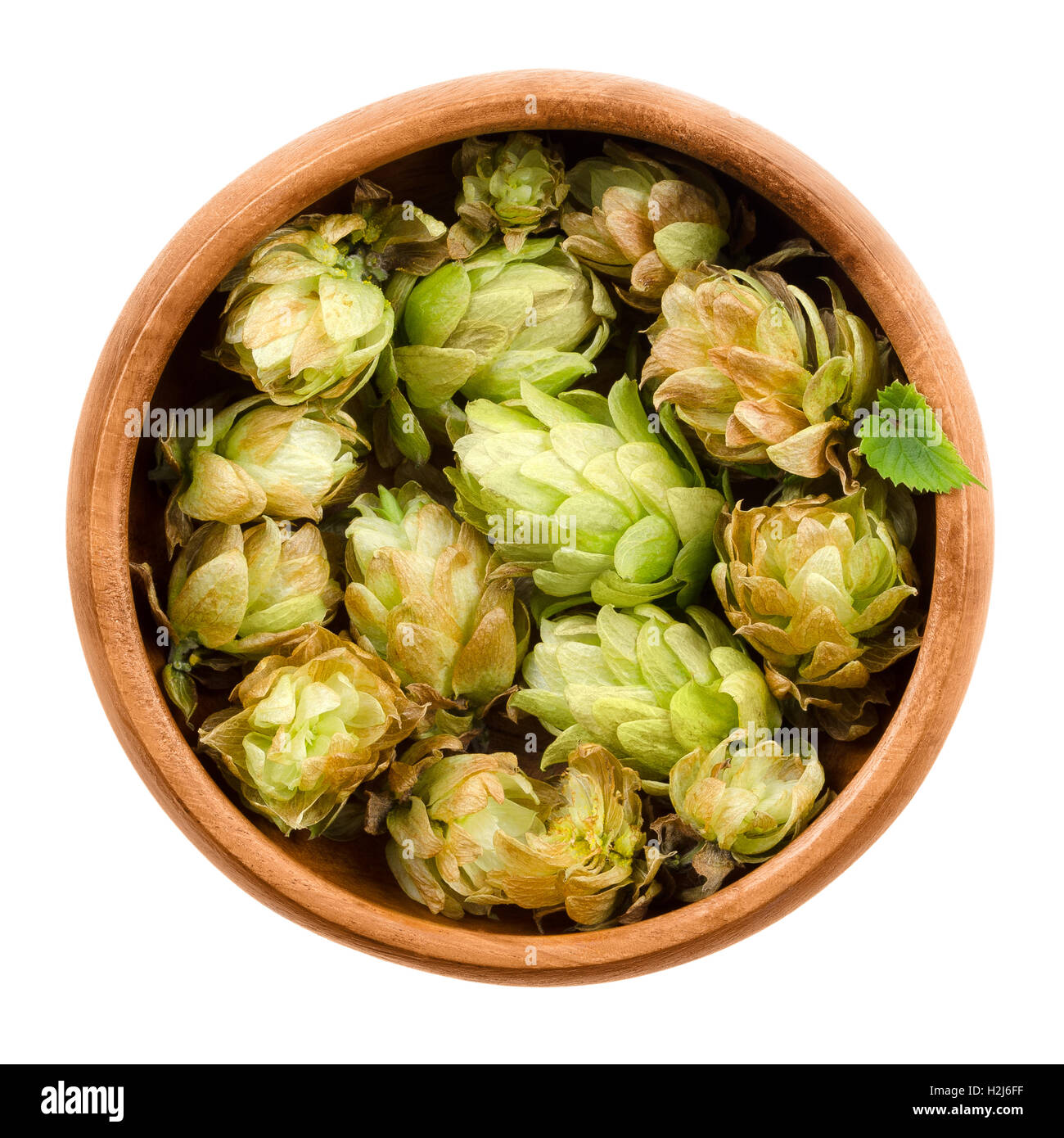 Hops in wooden bowl on white background. Half dried seed cones from the hop plant, Humulus lupulus. Stock Photo