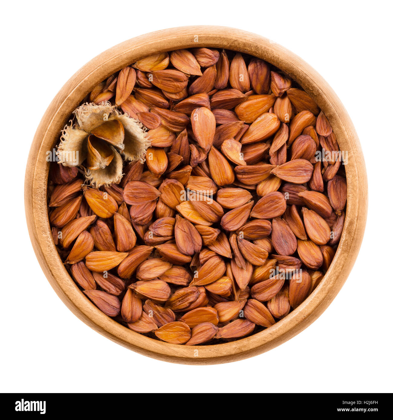 Shelled beechnuts in a wooden bowl on white background, also called mast, with a burr. Brown seeds of European beech. Stock Photo