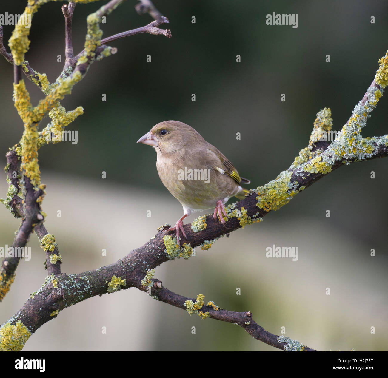 Female Greenfinch carduelis chloris on a branch in winter, Wales/Shropshire borders Stock Photo