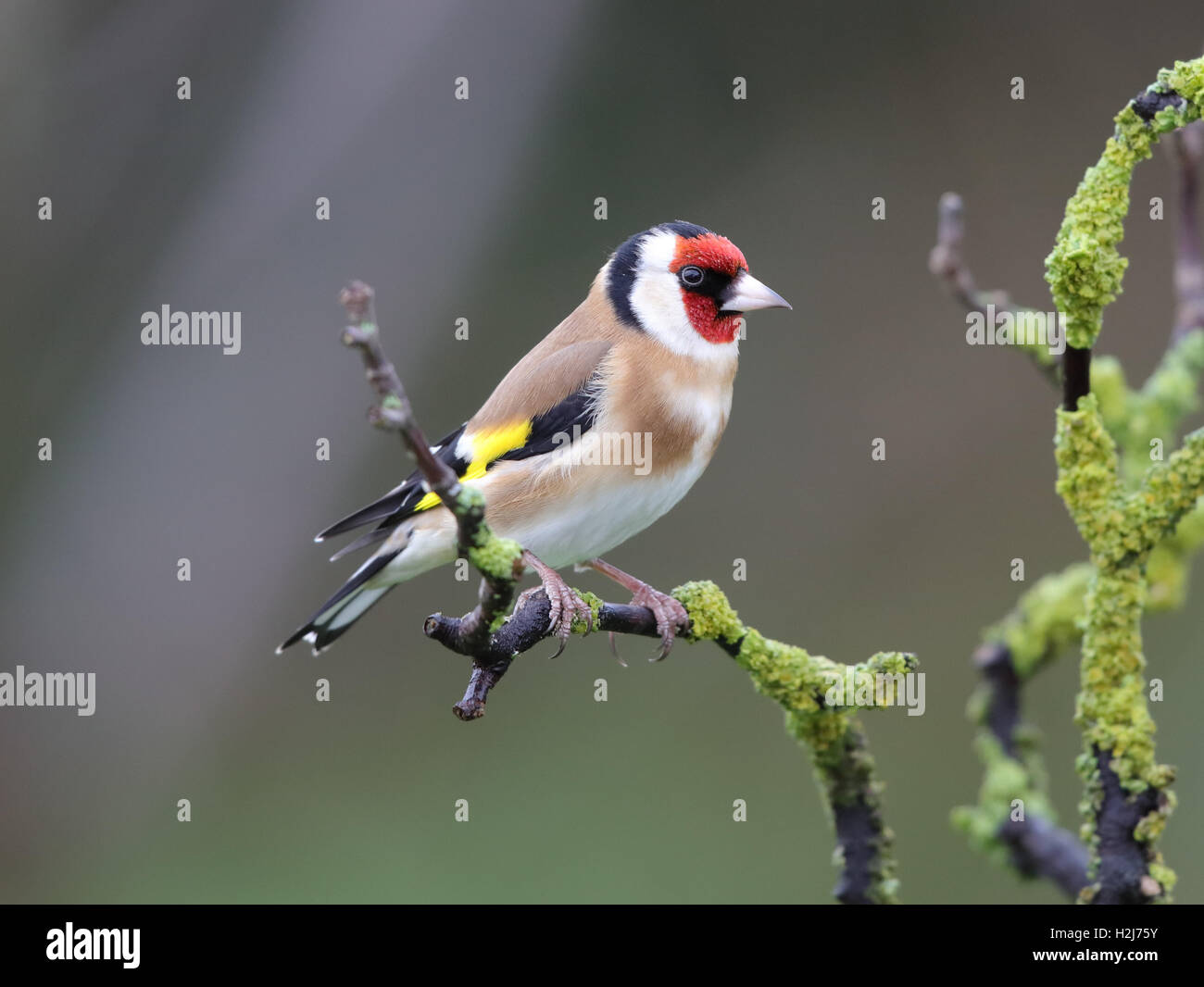 European Goldfinch (Carduelis carduelis) in winter,Wales/Shropshire borders, 2016 Stock Photo