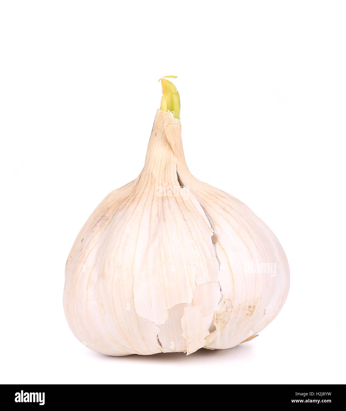 Head of garlic Stock Photo Alamy