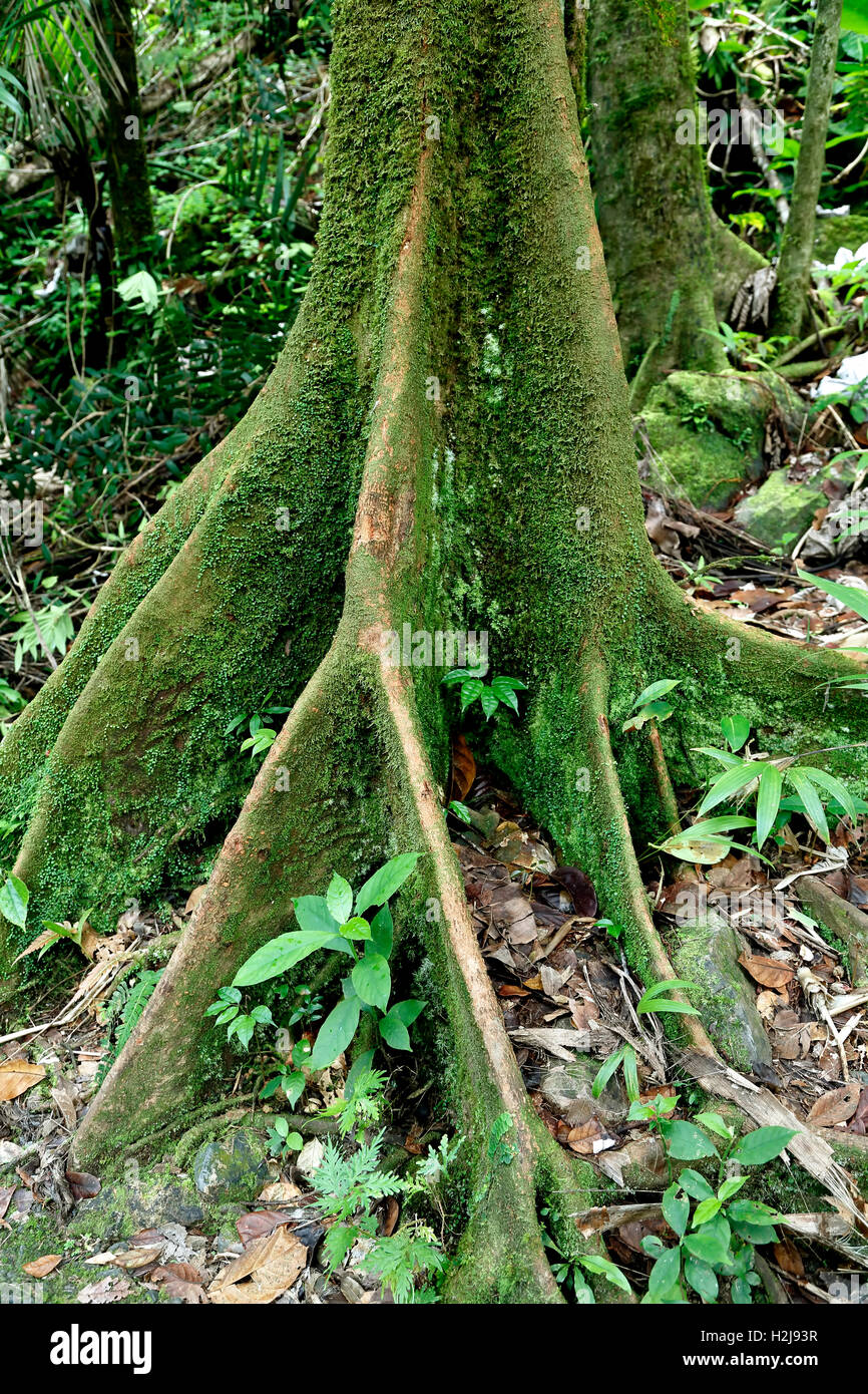 Ceiba tree roots, Caribbean National Forest (El Yunque Rain Forest), Puerto Rico Stock Photo