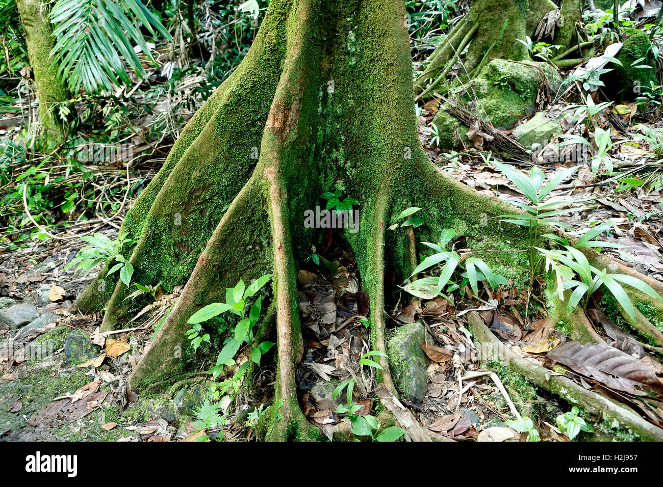 Ceiba tree roots, Caribbean National Forest (El Yunque Rain Forest), Puerto Rico Stock Photo