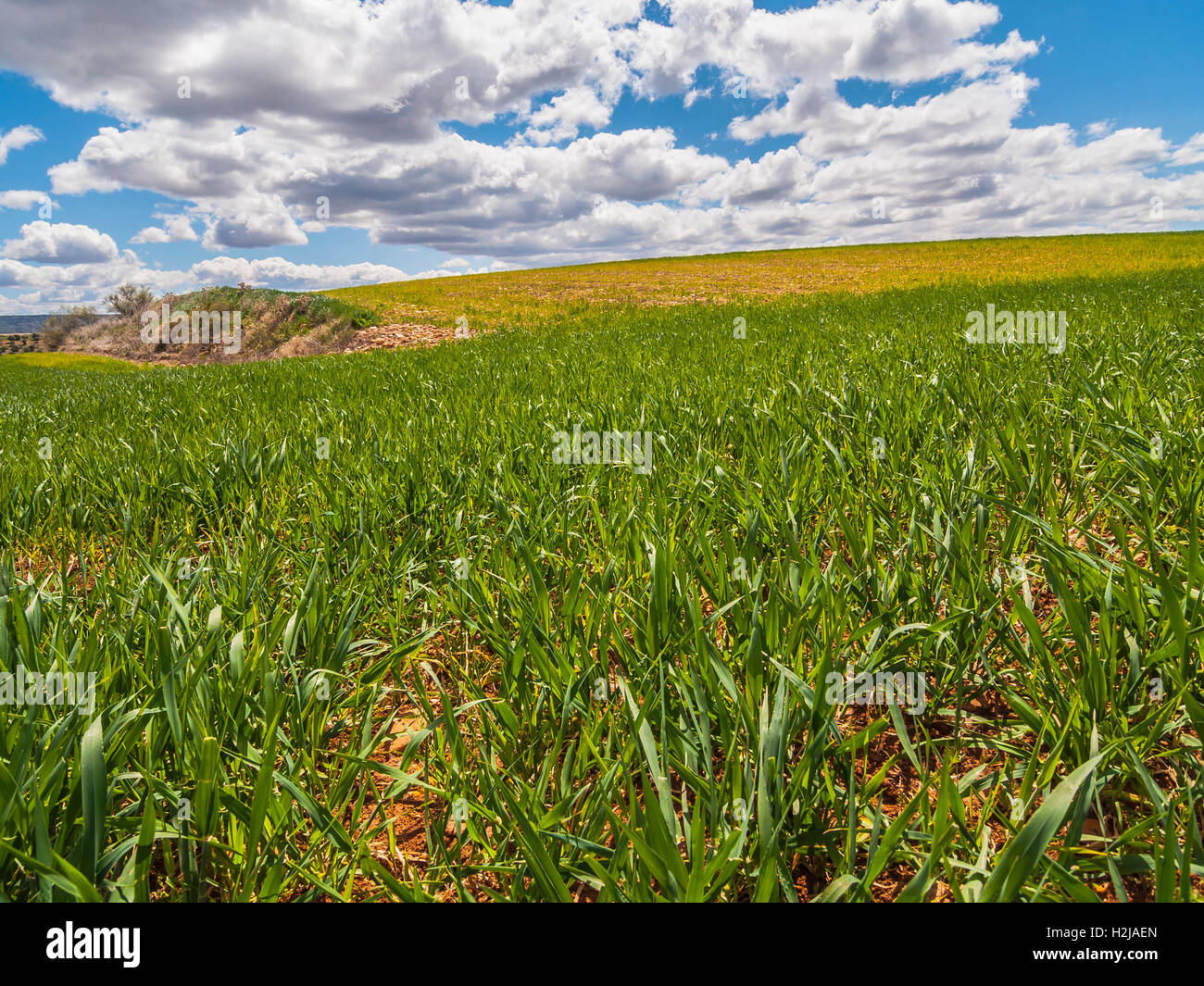 Farm, crop field. landscape with green grass. Spain agriculture Stock ...