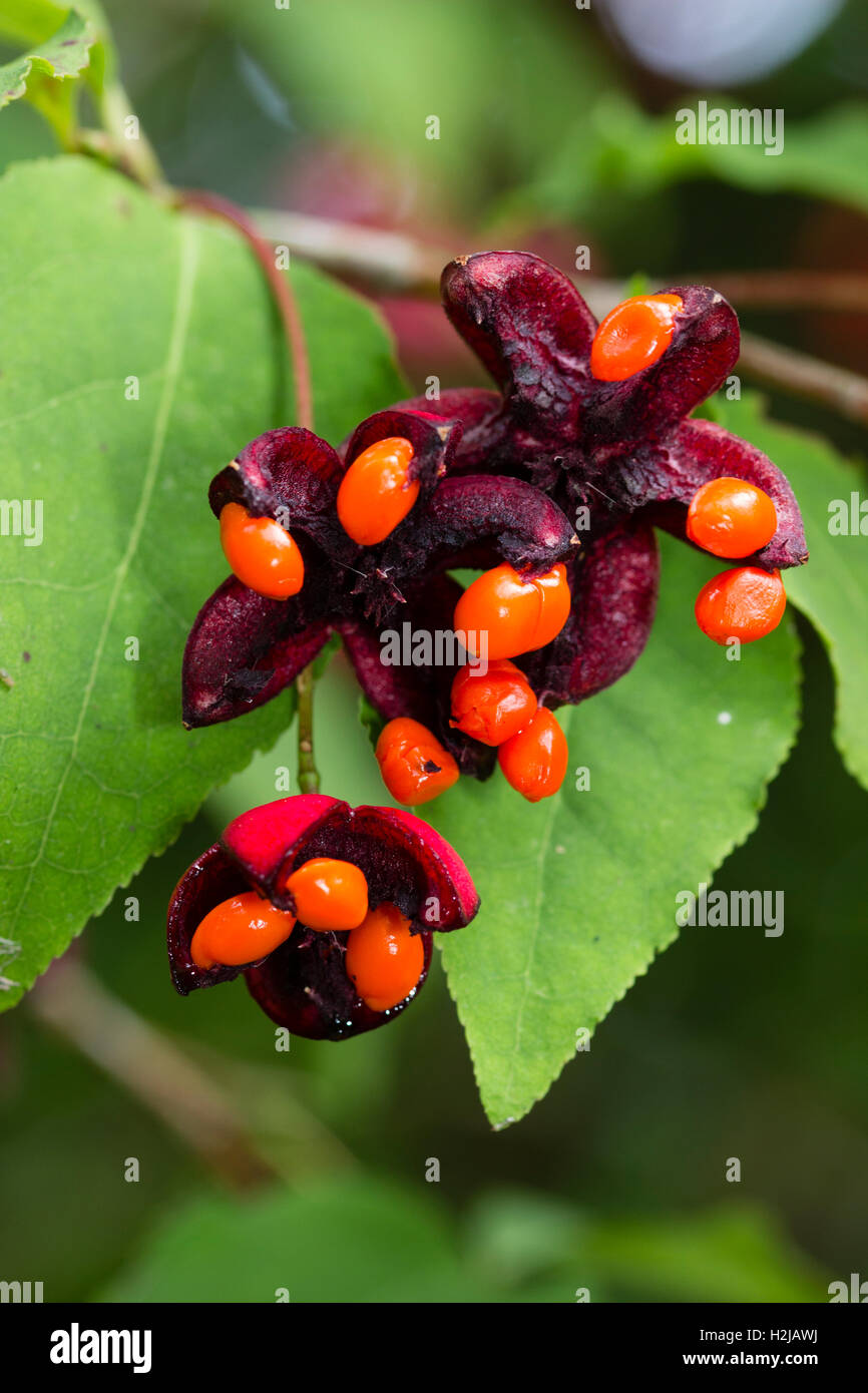 Bright orange seeds inside the red capsules of the Autumn fruiting Korean spindleberry, Euonymus oxyphyllus Stock Photo