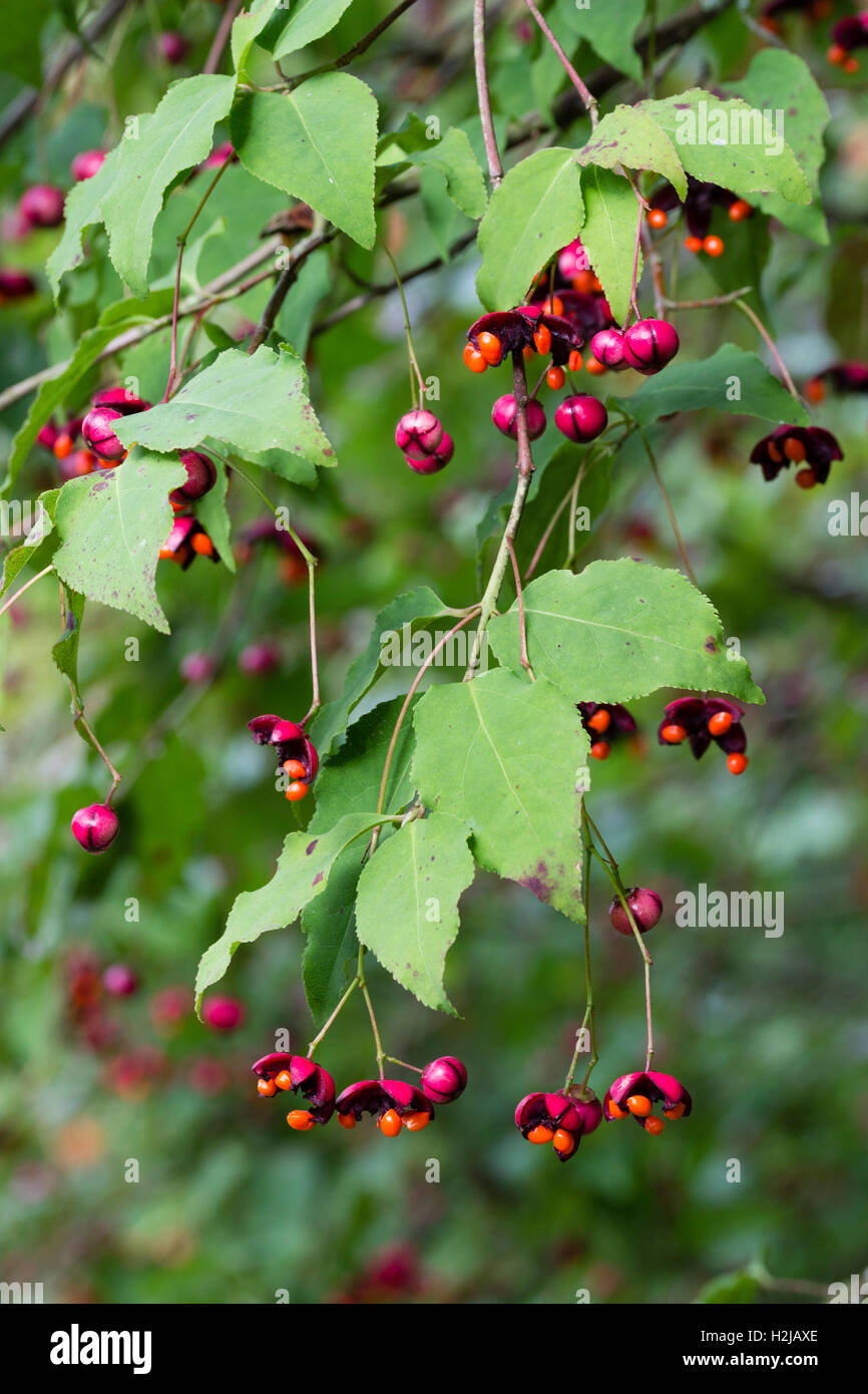 Bright orange seeds inside the red capsules of the Autumn fruiting Korean spindleberry, Euonymus oxyphyllus Stock Photo