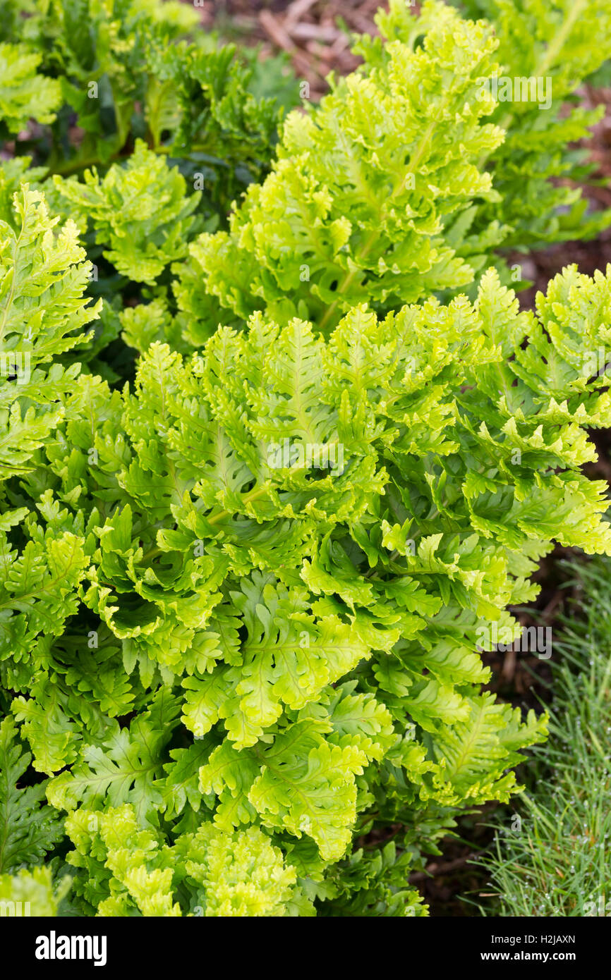 Pleated fronds of the Welsh Polypody fern, Polypodium cambricum (Pulcherrimum Group) 'Congested Variant' Stock Photo