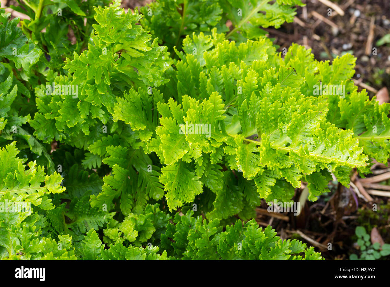 Pleated fronds of the Welsh Polypody fern, Polypodium cambricum (Pulcherrimum Group) 'Congested Variant' Stock Photo