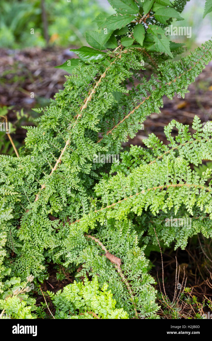 Finely cut fronds of the hard shield fern variety, Polystichum setiferum 'Divisilobum Iveryanum' Stock Photo