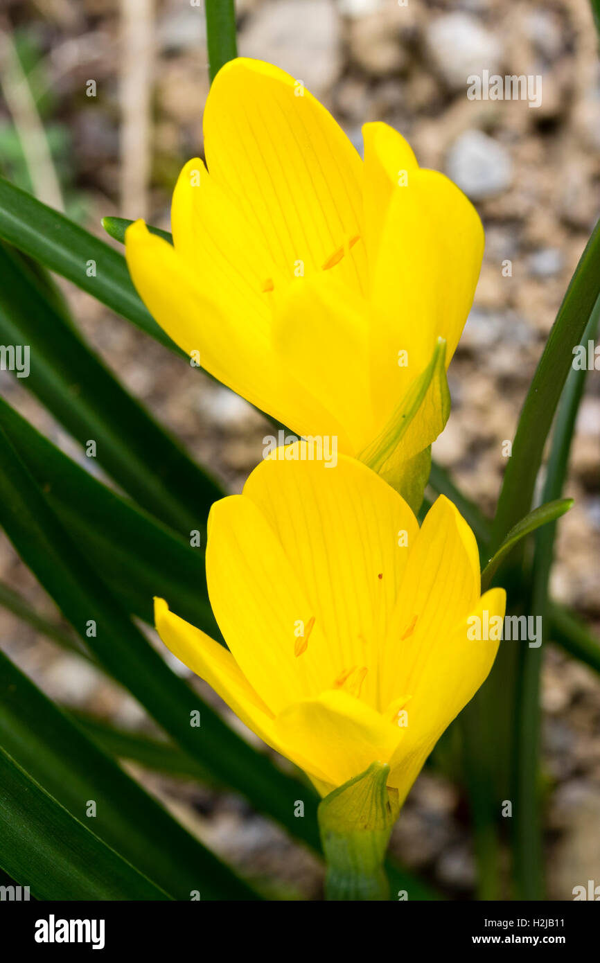 Yellow flowers of the wintergreen, September flowering bulb, Sternbergia lutea 'Autumn Gold' Stock Photo