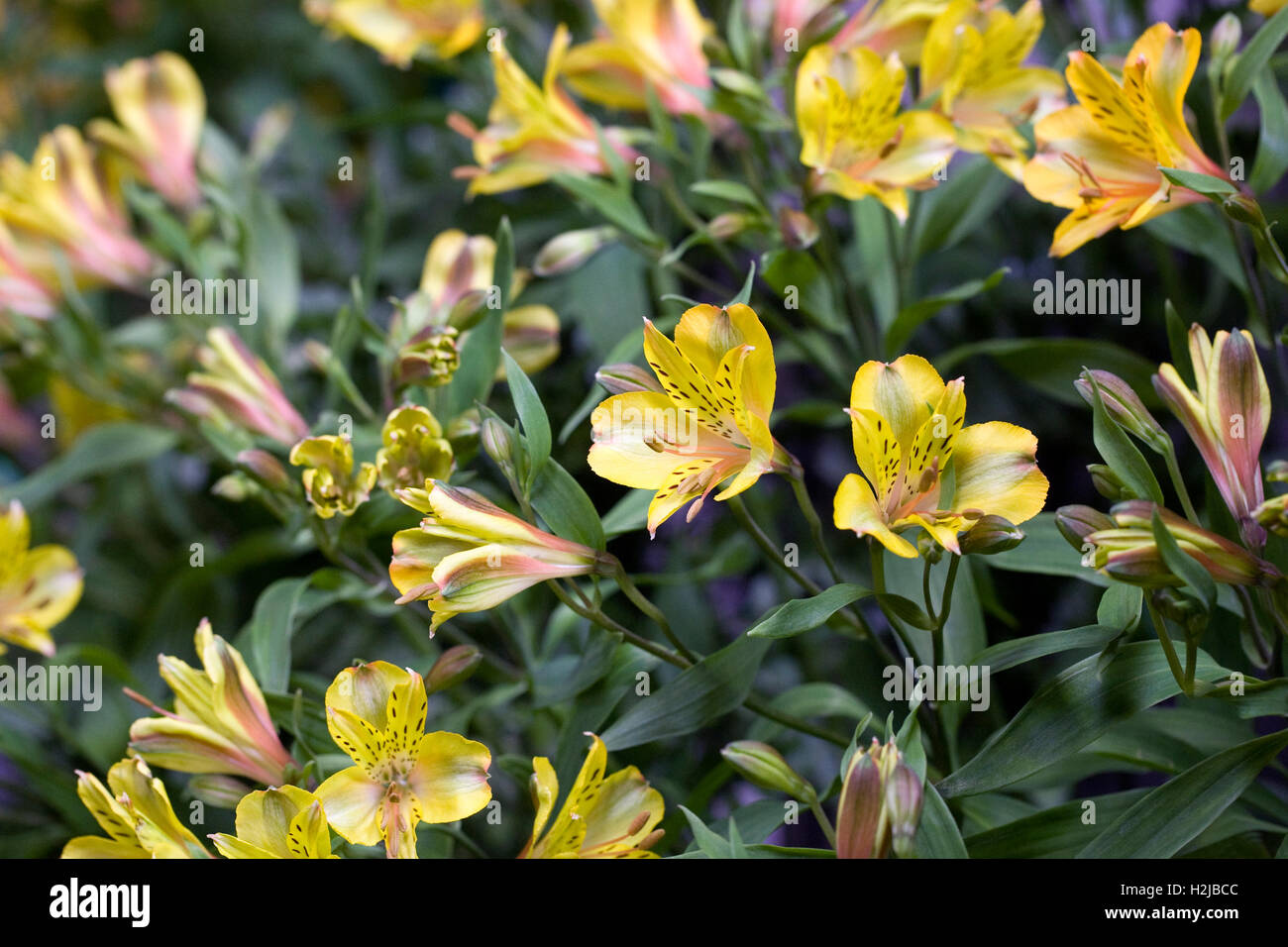 Alstroemeria 'Senna Golden' flowers. Peruvian lily. Stock Photo