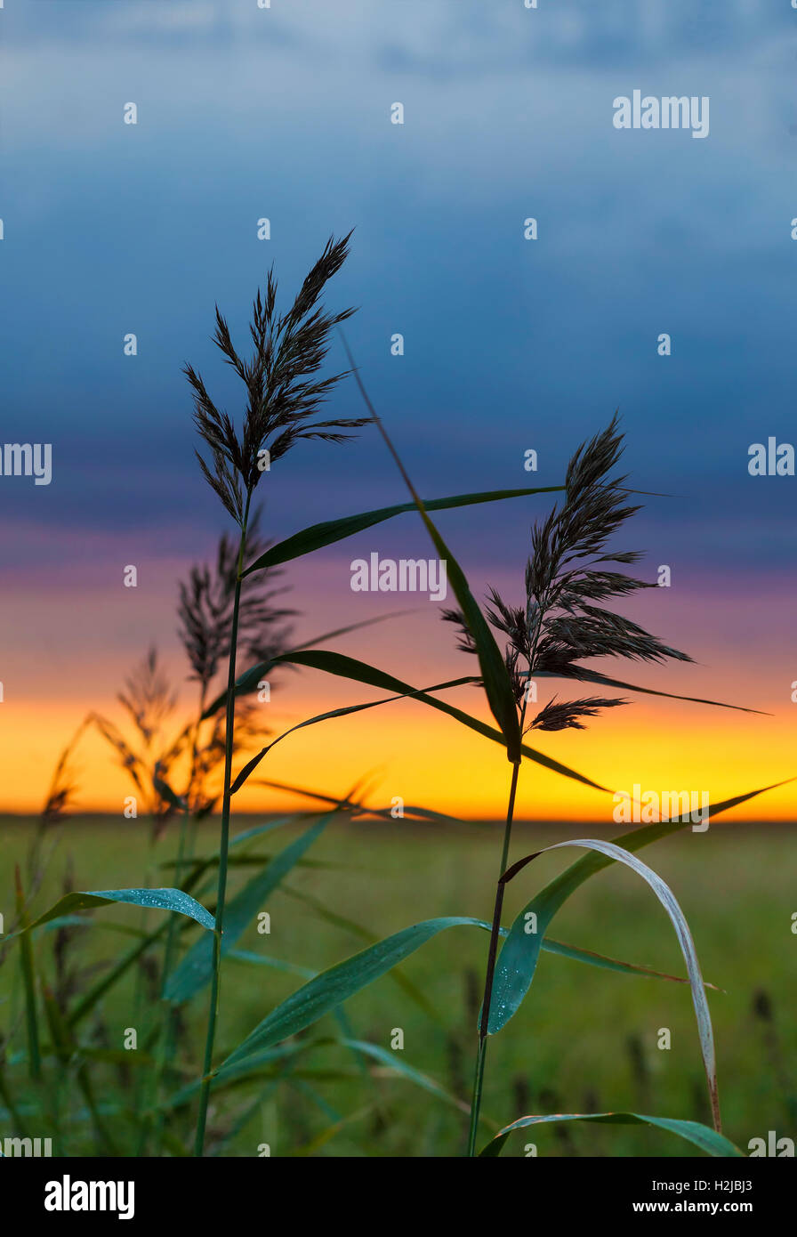 Two blades of field grass against amazing colorful sunset Stock Photo