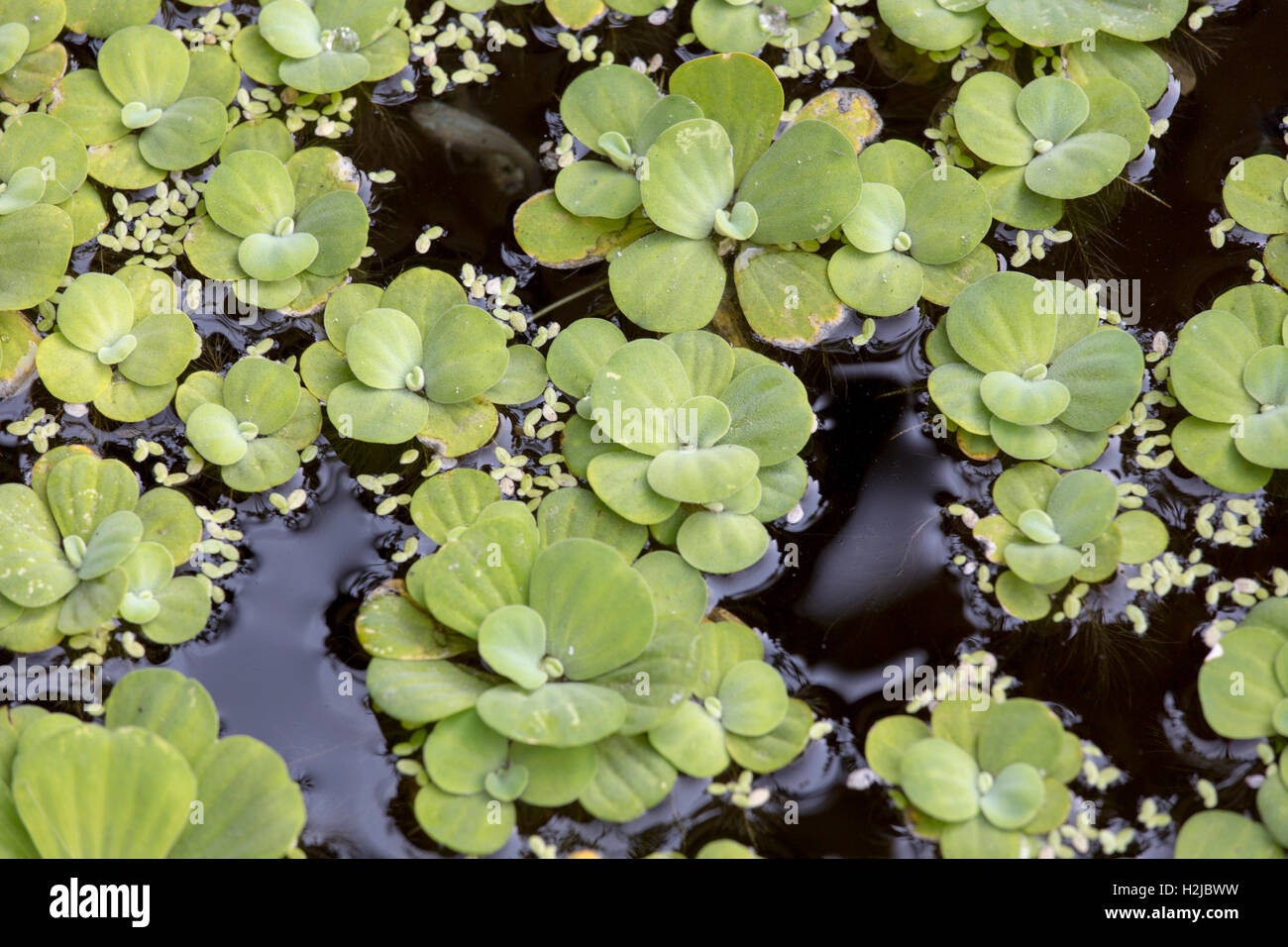 Mosquito fern or water fern close up Stock Photo