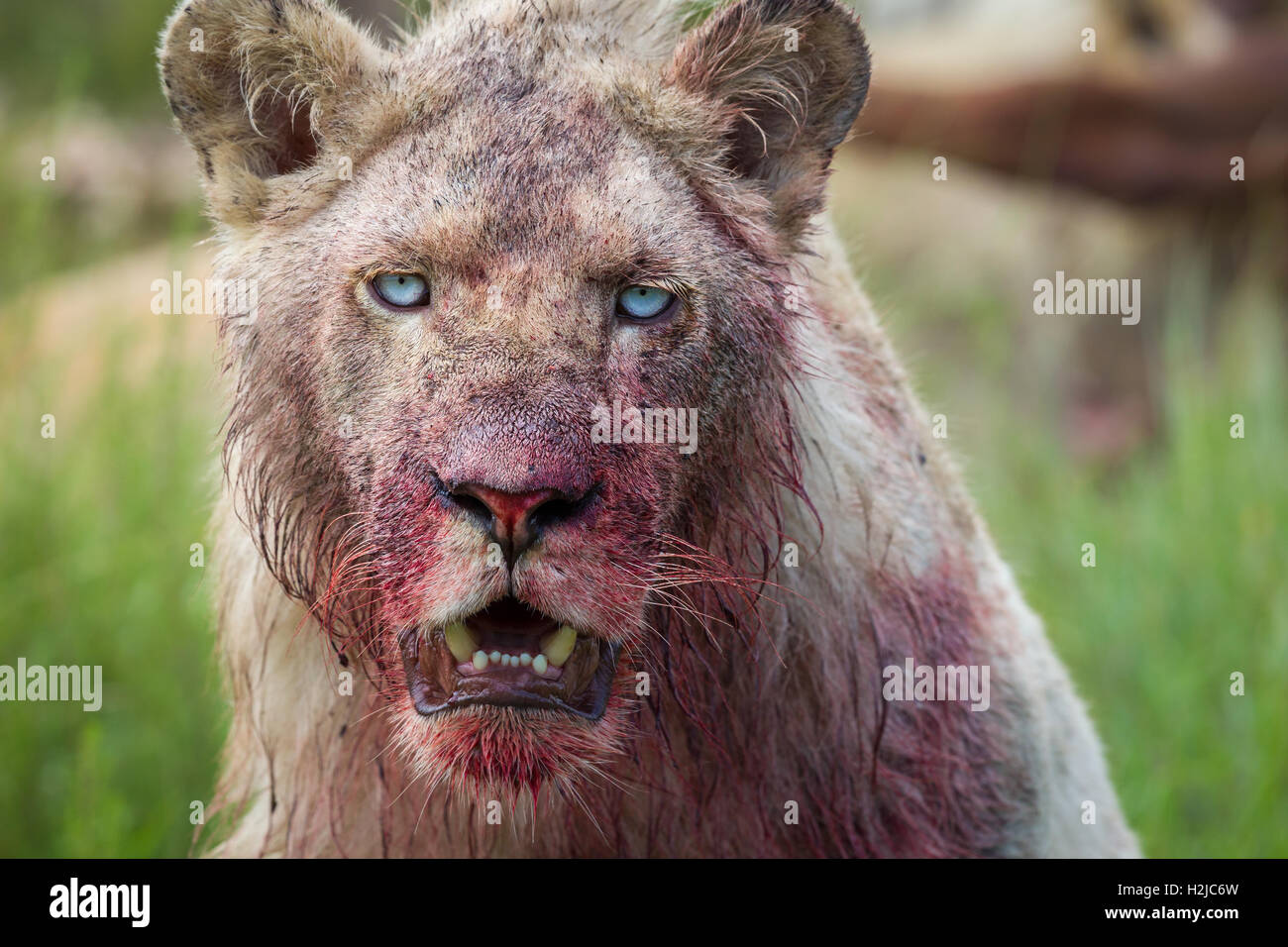 Young white lion, feeding, stares at you with striking blue eyes and a chilling, blood smeared  face: the picture of a carnivore Stock Photo
