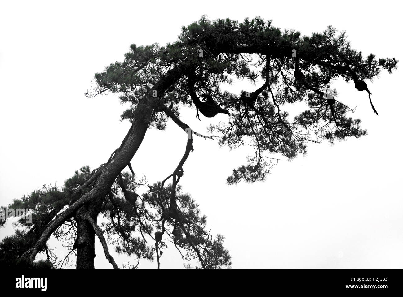 Huangshan pine silhouette. Several bird's nests can be seen on the branches. Stock Photo