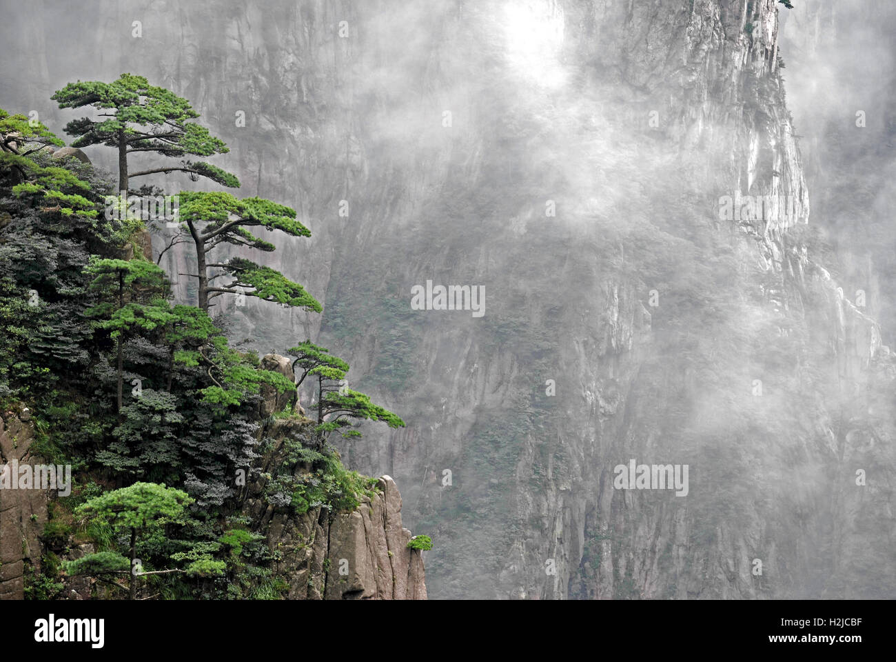 Huangshan pine trees hang over the crags at Huangshan National Park in Anhui, China. Stock Photo