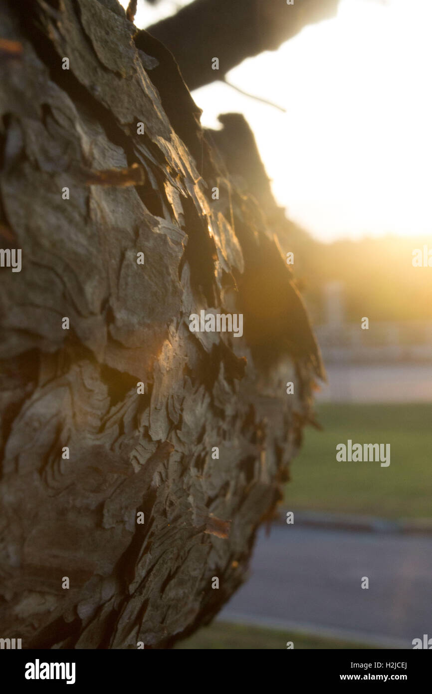 Sunlight perfectly illuminating the beautifully texture bark on a large ...
