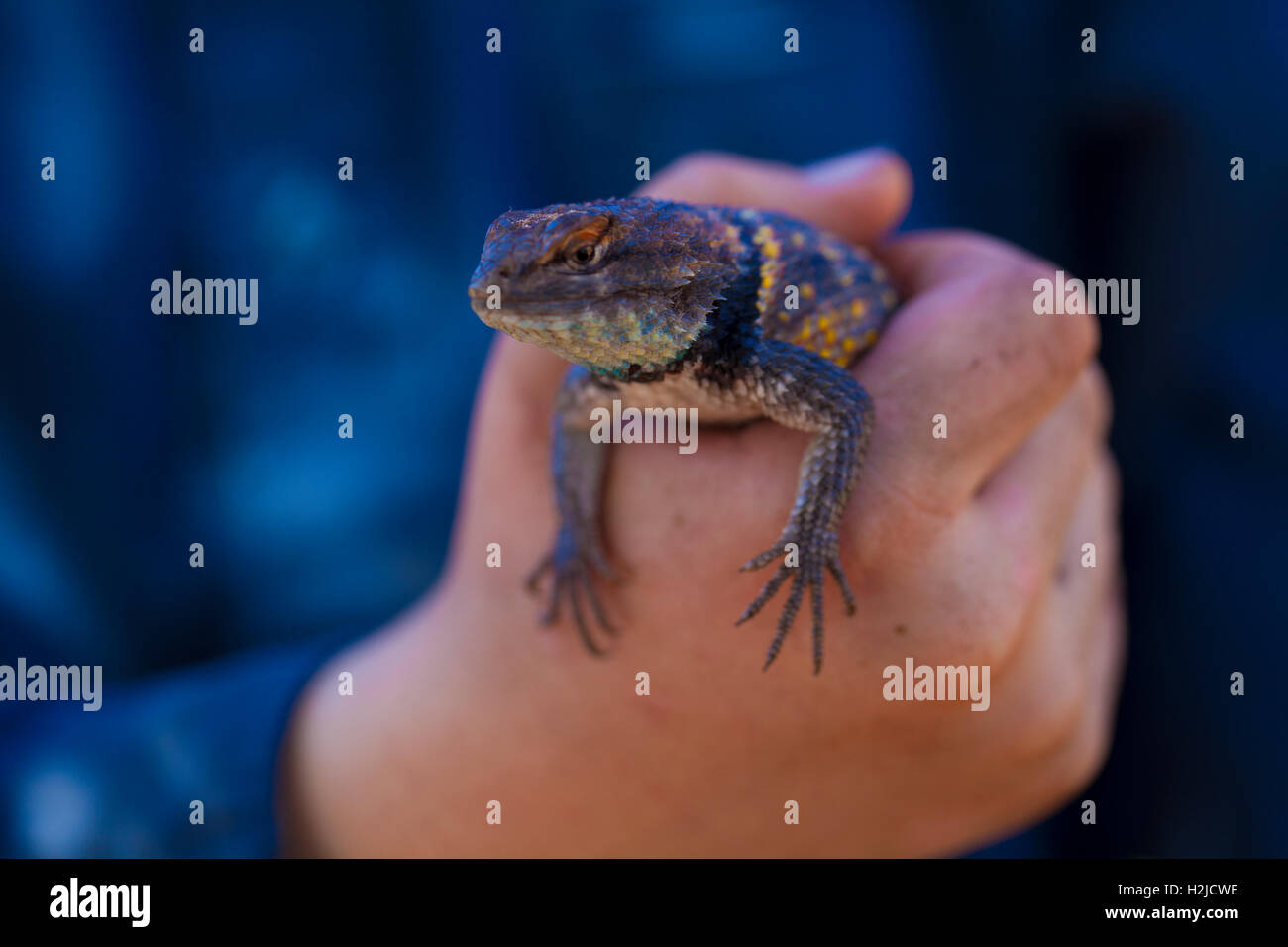Close Up Lizard Stock Photo