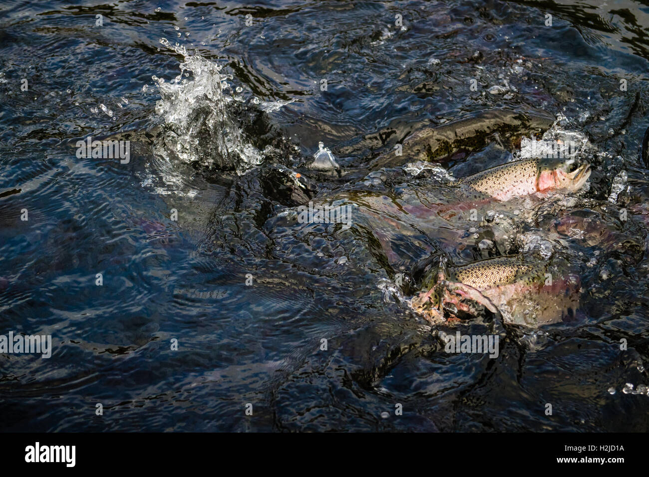 Feeding trout fish at Bibury Trout Farm in cotswolds Stock Photo Alamy