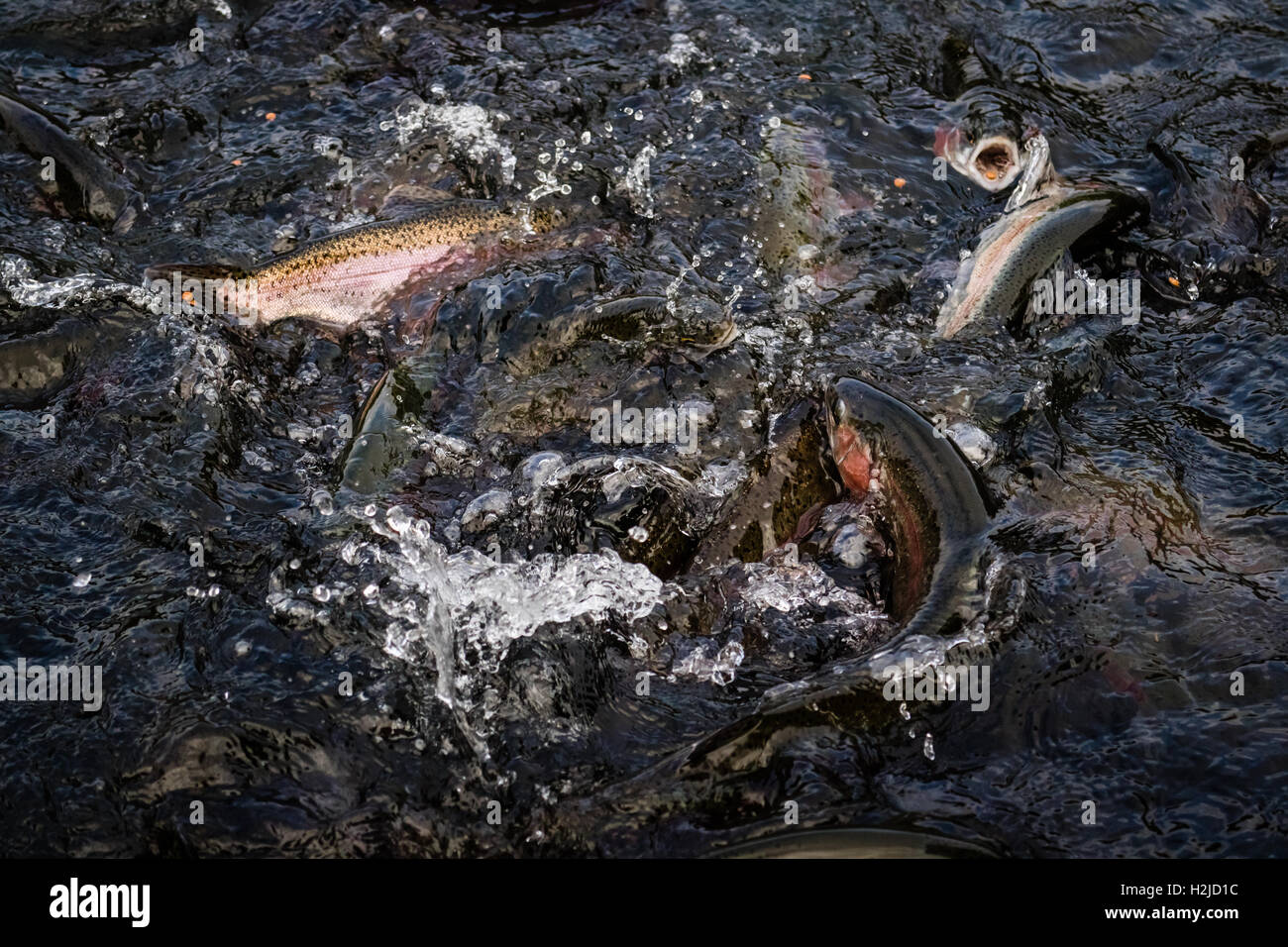 Feeding trout fish at Bibury Trout Farm in cotswolds Stock Photo Alamy