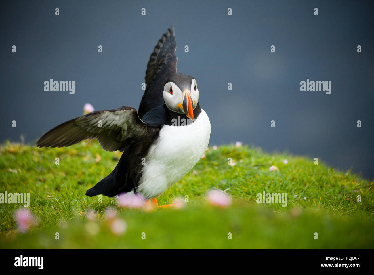 An Atlantic Puffin near its nest in the cliffs high above the sea on Fair Isle, Scotland Stock Photo