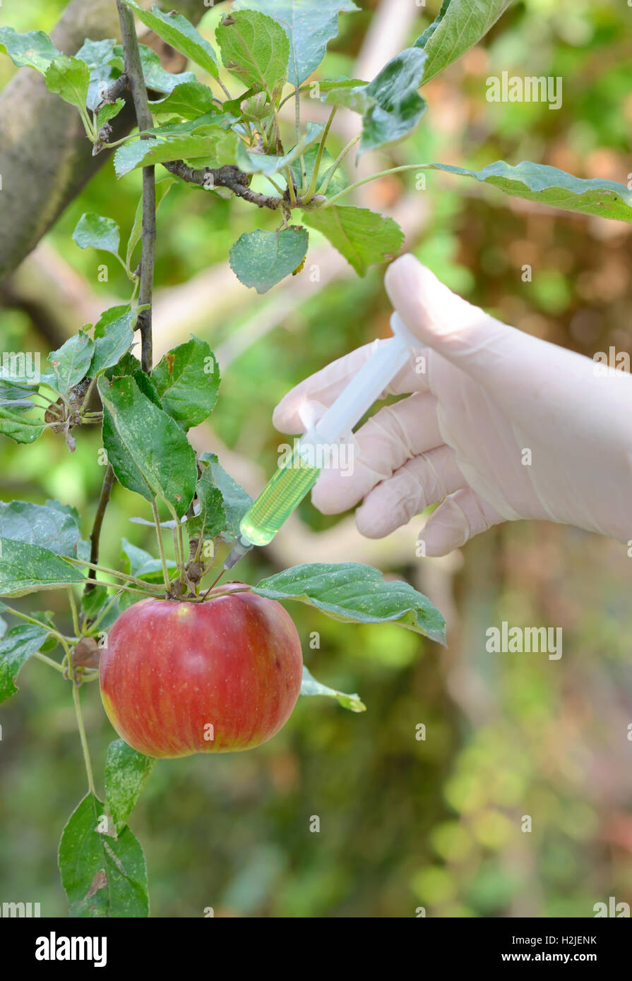 Injecting liquid to red apple using syringe in orchard Stock Photo