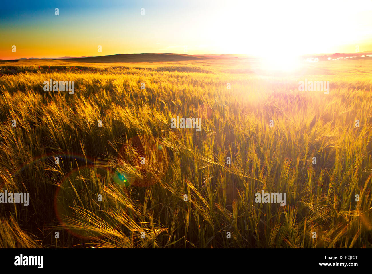 Fields and sunset.Agricultural landscape Stock Photo - Alamy