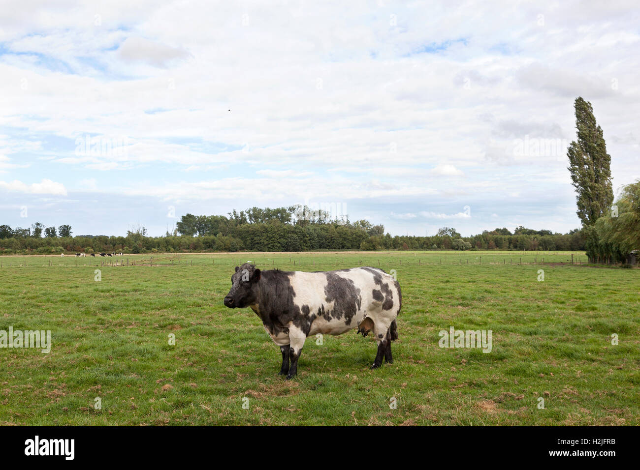 meat cow in flanders meadow between gent and brugge in belgium on cloudy summer day Stock Photo