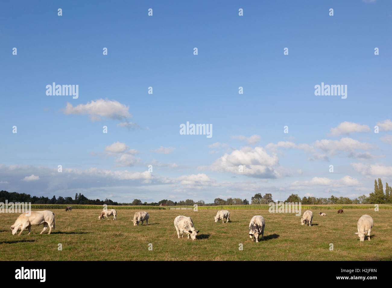 white cows in flanders meadow between gent and brugge in belgium on sunny summer day Stock Photo