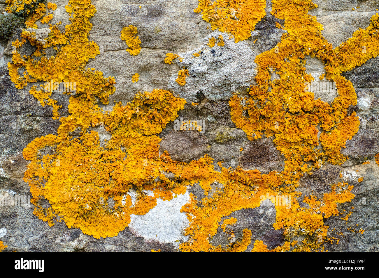 Orange lichens on gray rock Stock Photo