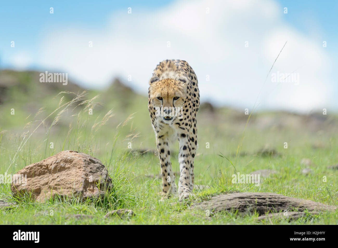 Cheetah (Acinonix jubatus) walking on savanna, Maasai Mara National Reserve, Kenya Stock Photo