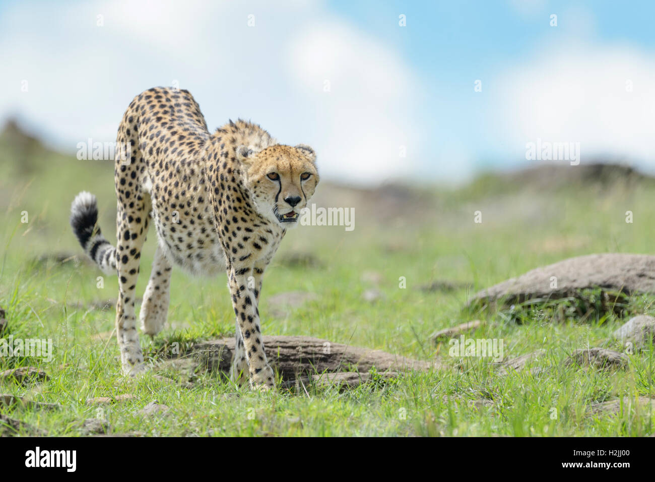 Cheetah (Acinonix jubatus) walking on savanna, Maasai Mara National Reserve, Kenya Stock Photo