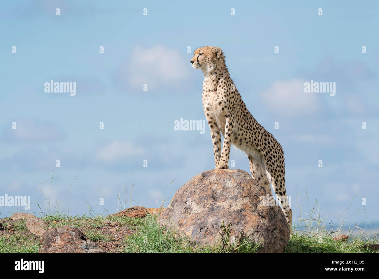 Cheetah (Acinonix jubatus) standing on rock looking over savanna