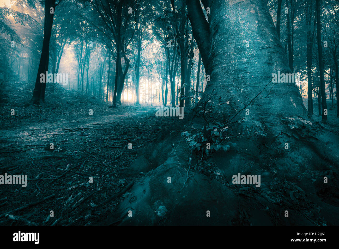 Fairy tale foggy forest trails into autumn woods Stock Photo - Alamy